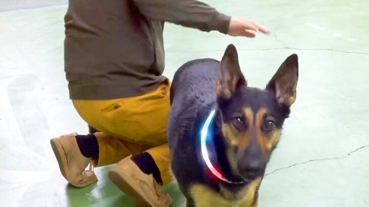 犬の足を拭き終わった後、『OK！』とおしりをポンと叩いたら…人間の女の子のような『表情と動き』が18万再生「訴えてて草」「レディだもん」(ブログ)