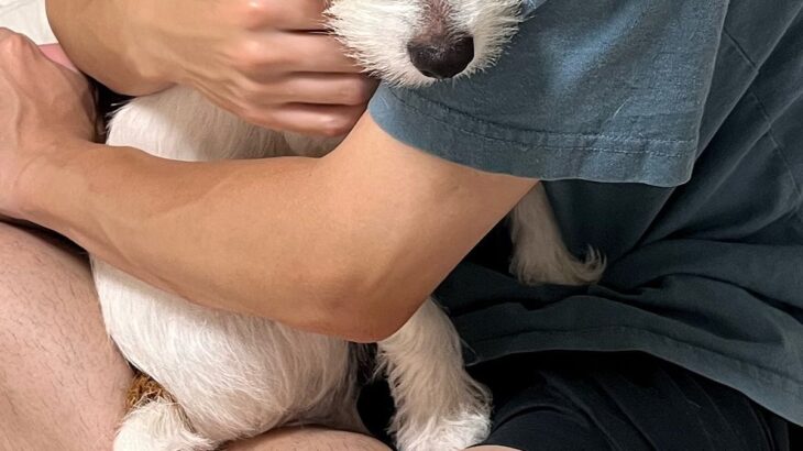 お父さんの腕の中で『怖い』と怯える犬→想定外だった『まさかの理由』と『数十秒後の姿』に2万いいね「確かに怖いかもｗ」「可愛すぎる」と絶賛(ブログ)