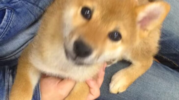 たまたま気になった『売れ残り犬』を連れて帰宅→裏庭にドッグランを作ってあげて…愛に溢れた『素敵な物語』に感動「ジーンとした」「幸せ者だ」(ブログ)