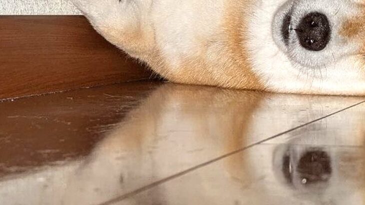 なぜか『ソファの下』で寝たがる犬→どう見ても居心地が悪そうなのに…まさかの『満足げな表情』に2万いいね「気持ちは分かる」「詰まってて草」(ブログ)