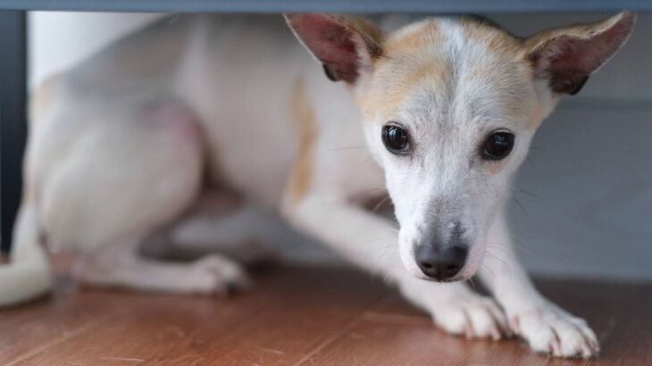 犬が『パニック』になっているときのNG行為3つ　愛犬を混乱させないための適切な対応まで(ブログ)
