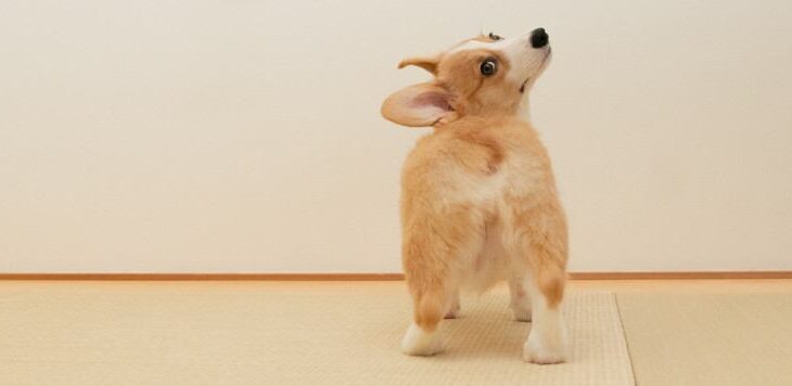 犬が『おしりをぶつけてくる』心理5選　飼い主にヒップアタックをする理由や激しすぎる場合の対処法まで(ブログ)