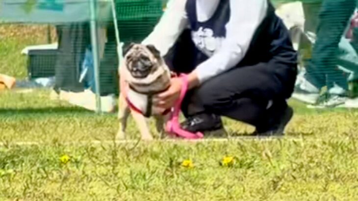 遠くにいる犬と飼い主→『一目散に駆け寄ってきてくれる』と思ったら…あまりにも豪快な『勘違い』が27万再生「期待裏切らないｗ」「愛おしい」(ブログ)