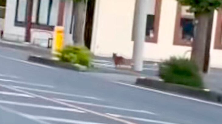 10ヶ月間、東京で放浪する『元野犬』→足を引きずり、ひとりぼっちで…壮絶な保護の記録と『現在』に感動「ここまでできる人いない」「幸せに」(ブログ)