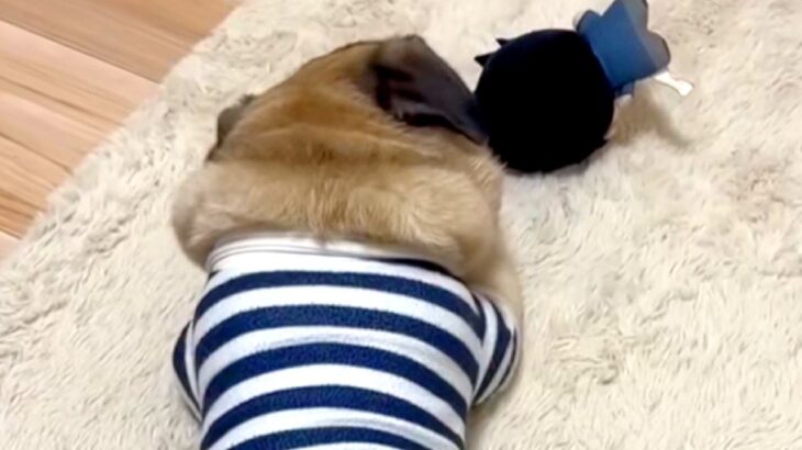 『仕事するから、お家に入って』と犬に伝えた結果→振り返ってきて…ワンコとは思えない『衝撃的な態度』に爆笑続々「反抗期で草」「お見事ｗｗ」(ブログ)
