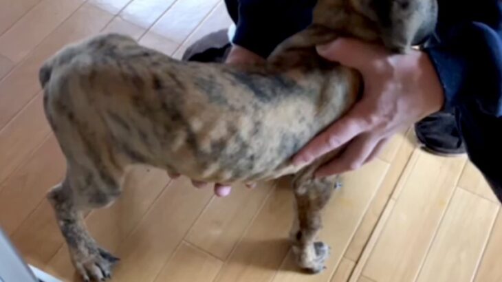 処分直前だった『骨が浮き出たガリガリ犬』を保護→愛情を与え続けた結果…『素敵すぎる光景』が46万再生「わんこも人も同じ」「長生きして」(ブログ)