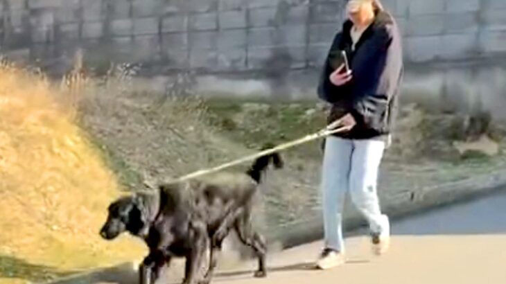 大型犬の散歩中、パパが『知らないふりをして通り過ぎた』結果→『気づかない』と思いきや…素敵すぎる展開が53万再生「愛情」「目キラキラ」(ブログ)