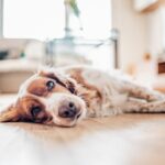 【獣医師執筆】犬の膵炎｜原因や症状から治療法まで解説(ブログ)