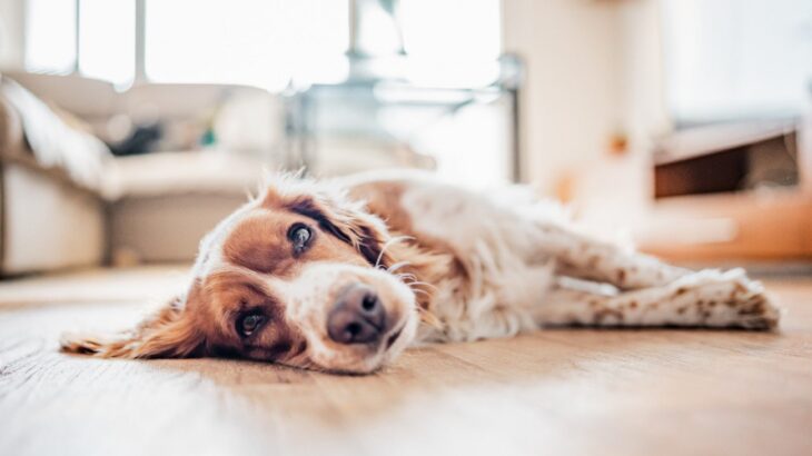 【獣医師執筆】犬の膵炎｜原因や症状から治療法まで解説(ブログ)