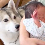 出産を終えた女性→1週間ぶりに赤ちゃんを連れて帰宅すると、大型犬が近づいて…あまりにも尊い『初対面の光景』が77万再生「涙が…」「素敵」(ブログ)