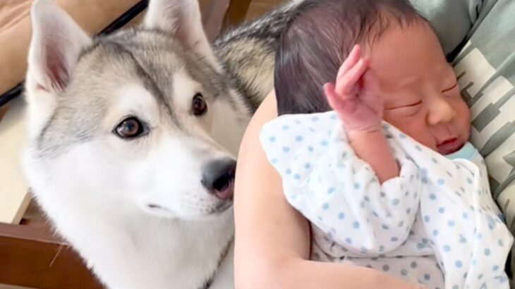 出産を終えた女性→1週間ぶりに赤ちゃんを連れて帰宅すると、大型犬が近づいて…あまりにも尊い『初対面の光景』が77万再生「涙が…」「素敵」(ブログ)