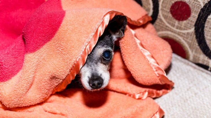 犬が『怖いと感じるもの』4選　日常に潜むトラウマの要因や愛犬を安心させる方法まで(ブログ)