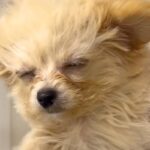 『犬が暑そう』と思ったので、扇風機の風を当ててあげた結果…あまりにも愛おしい光景が31万再生「泳いでる？ｗ」「歩いてると思ってそう」(ブログ)