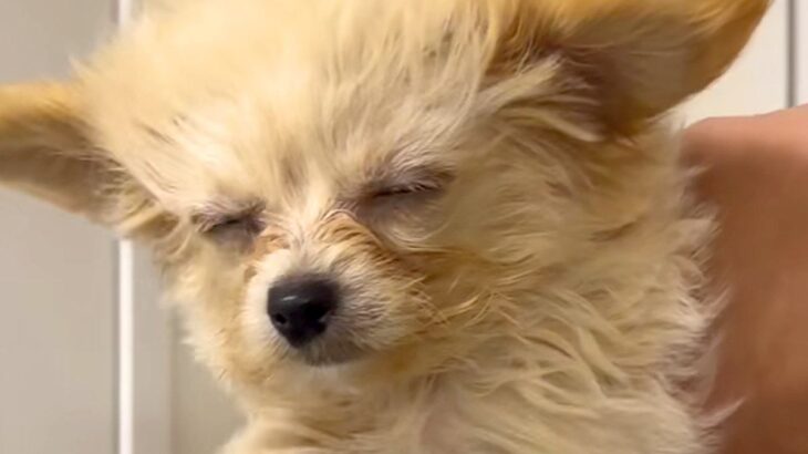 『犬が暑そう』と思ったので、扇風機の風を当ててあげた結果…あまりにも愛おしい光景が31万再生「泳いでる？ｗ」「歩いてると思ってそう」(ブログ)