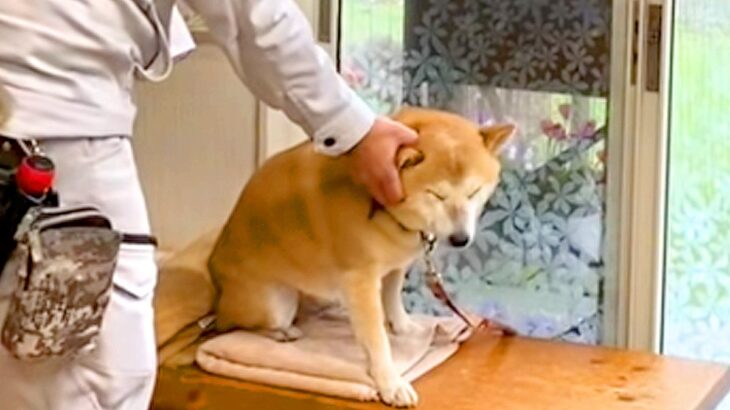 消防点検にやってきた業者のおじさん→犬が怖がってしまい…優しさ溢れる『可愛いやりとり』に反響「隠れられてないｗ」「業者さんも可愛いｗ」(ブログ)