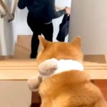 妻に頼まれ『お見送り後の犬の様子』を撮影した結果→『寂しがっている』と思ったら…辛辣な光景が33万再生「極めて冷淡ｗ」「見事な処世術」(ブログ)
