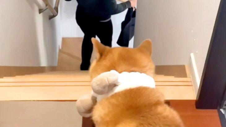 妻に頼まれ『お見送り後の犬の様子』を撮影した結果→『寂しがっている』と思ったら…辛辣な光景が33万再生「極めて冷淡ｗ」「見事な処世術」(ブログ)