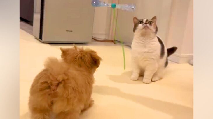赤ちゃんの頃から『3匹の猫』に育てられた子犬→成長した結果、猫じゃらしを見ると…影響を受け過ぎて『猫化』してしまった光景に思わず悶絶(ブログ)