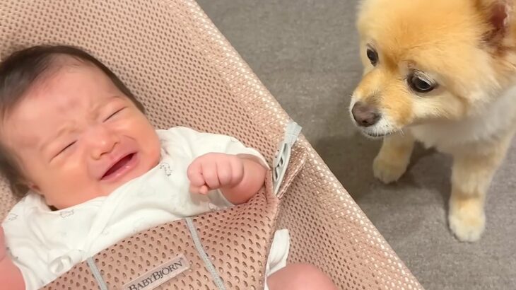 夜10時、寝室に移動する犬→赤ちゃんが泣きだすと『大丈夫？』とすぐに戻ってきて…あまりに素敵な光景が38万再生「頼りになる」「最高の兄」(ブログ)