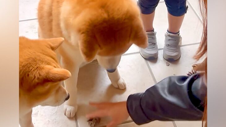 2歳の女の子の『大切なもの』が壊れていたので、犬達に『どっちがやったの？』と聞いた結果…まさかの光景が301万再生「言葉理解してる」(ブログ)