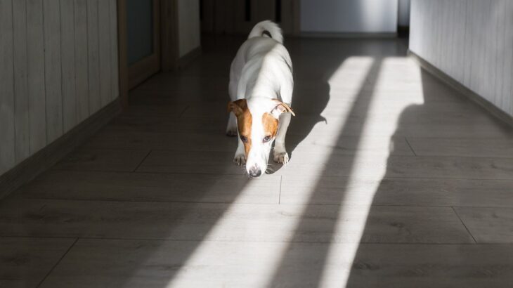 犬が『部屋のニオイ』を嗅ぐ理由4つ　やめさせなくて大丈夫？行動の意味とは(ブログ)
