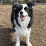 サービス精神旺盛な犬が『親子連れ』を発見→『どうする？』と聞きにきて…まさかの『賢すぎる行動』に1万いいね「エンターテイナー」「お利口」(ブログ)