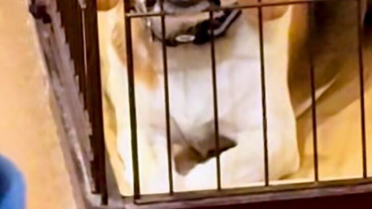 犬が人間のご飯を欲しがるので、仕方なくケージに入れた結果→ふと後ろを覗くと…まさかの『ブチギレ顔』に爆笑「不満そうｗ」「死ぬほど笑った」(ブログ)