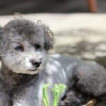 犬が『たそがれている』ときの心理3つ　ぼーっとしているけど大丈夫？飼い主がすべきことまで(ブログ)