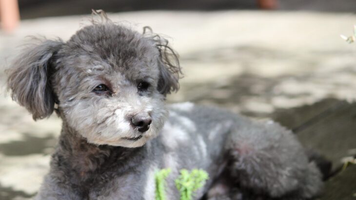 犬が『たそがれている』ときの心理3つ　ぼーっとしているけど大丈夫？飼い主がすべきことまで(ブログ)