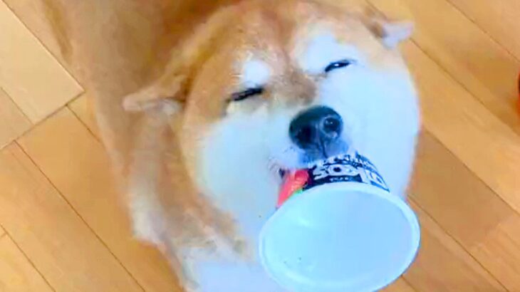 ニコニコ笑顔の犬が『棚の下におもちゃを落としてしまった』結果…動揺しすぎて見せた『表情の激変』に13万いいね「助け求めてるｗ」「可愛い」(ブログ)