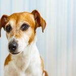 犬から『馬鹿にされる人』の特徴4選　愛犬からの信頼を失ってしまうタブー行為や改善策まで(ブログ)