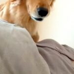 『朝、16分寝坊してしまった』結果→犬たちがやってきて…起き上がるしかない『目覚めの光景』に反響「激しくて草」「朝ごはんバイトしたい」(ブログ)