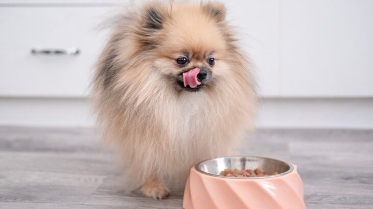 犬はどんな味を『美味しい』と感じるの？意外と知らない愛犬の味覚について解説(ブログ)
