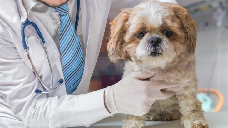 『お金がかかる犬』の特徴5選　何に費用がかかるの？定期的に発生する主な出費とは(ブログ)