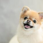 犬の『ストレススマイル』ってなに？無理して笑っているのかも…注意すべきサインを見極めるコツまで(ブログ)