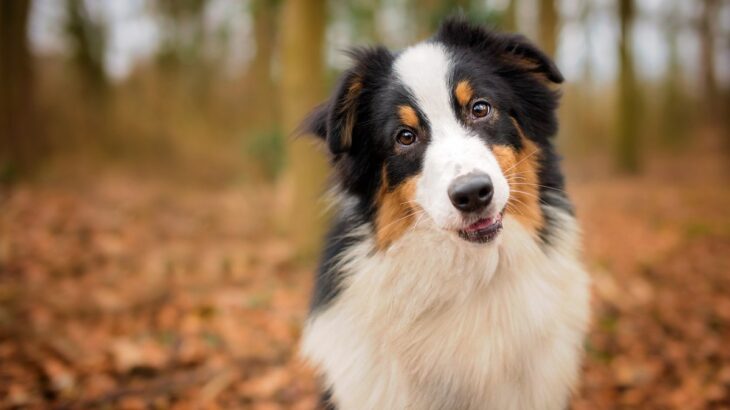 犬を『賢く育てる』4つの方法　知性と絆を育むためのトレーニングのコツまでご紹介(ブログ)