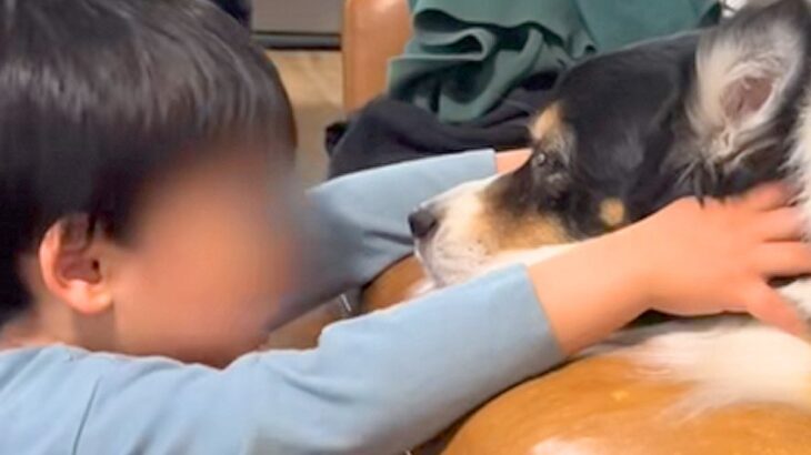 『男の子のおもちゃを大型犬が踏んでいる』と思ったので、どいてとお願いしたら…可愛いやり取りと結末が24万再生「一生見てたい」「ほっこり」(ブログ)