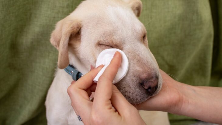 犬の涙やけが悪化する『タブー行為』５選　放置してはいけない理由や逆効果となるケアの仕方まで(ブログ)