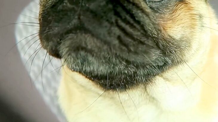 車での外出でテンションMAXな犬→『病院で注射するよ』と伝えた瞬間…人間の子どものような『顔の変化』が36万再生「目が…ｗ」「笑ったｗ」(ブログ)