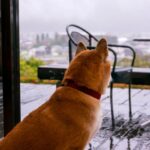 雨の日に犬が散歩に行きたがらない理由5つ　嫌がる愛犬への適切な対応まで解説(ブログ)