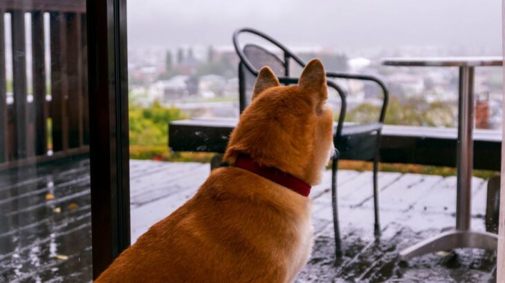 雨の日に犬が散歩に行きたがらない理由5つ　嫌がる愛犬への適切な対応まで解説(ブログ)