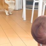 赤ちゃんを初めて目の前にした犬→近づいたものの、ビビってしまい…微笑ましすぎる『初対面の距離感』に反響「緊張してるｗ」「幸せでいっぱい」(ブログ)