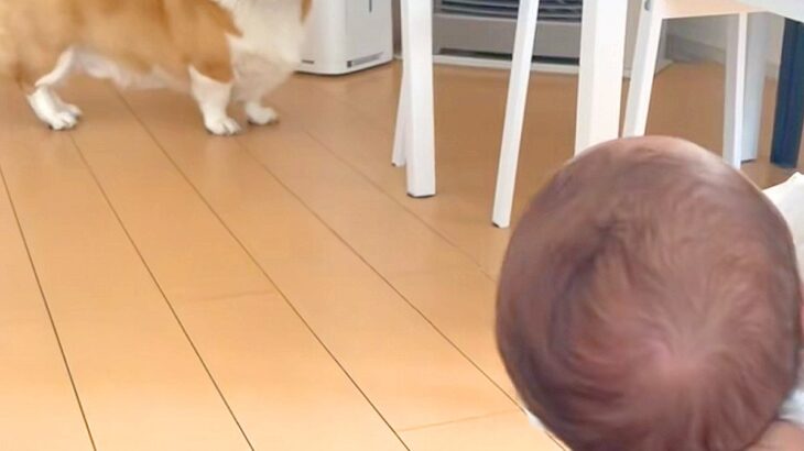 赤ちゃんを初めて目の前にした犬→近づいたものの、ビビってしまい…微笑ましすぎる『初対面の距離感』に反響「緊張してるｗ」「幸せでいっぱい」(ブログ)