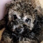 『黒い毛の子犬』を飼った結果→そのまま育つのかと思ったら…別犬のような『衝撃の変化』が17万再生「こんなに変わるんだ」「可愛い変身」(ブログ)