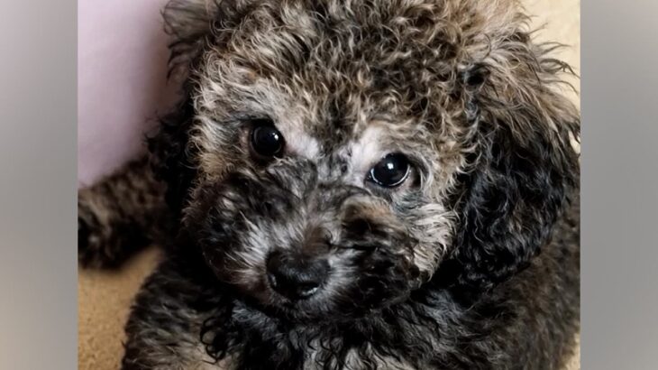 『黒い毛の子犬』を飼った結果→そのまま育つのかと思ったら…別犬のような『衝撃の変化』が17万再生「こんなに変わるんだ」「可愛い変身」(ブログ)