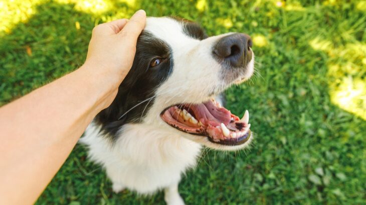 犬から『愛情』を感じる瞬間5つ　愛犬が飼い主に大好きを伝えているときにみせる行動とは？(ブログ)