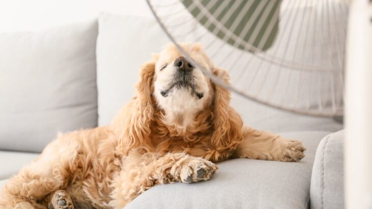暑い時期に注意すべき犬の体調不良5つ　夏バテの初期症状や予防法まで解説(ブログ)