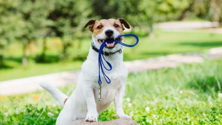 犬の散歩で絶対やってはいけない『NG行為』7つ　他者を巻き込むトラブルや事故の要因とは？(ブログ)