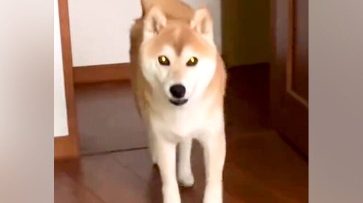 朝5時半、飼い主を起こしにやって来た犬→何か伝えたそうにしていて…まさかの『お願い』に絶賛「たまんない」「一生懸命お話してて可愛い」(ブログ)