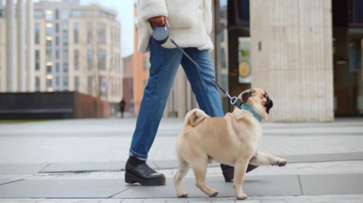 犬の『リード』正しい使い方5選　安全に使用するために押さえておきたいポイントまで(ブログ)